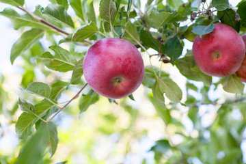 Ripe red Idared apples hang on a tree in the garden. Agricultural farm for growing apples. Harvesting ripe juicy apples from a tree.