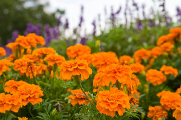 The name of these flowers is Tagetes patula, French marigold.　Scientific name is Tagetes.