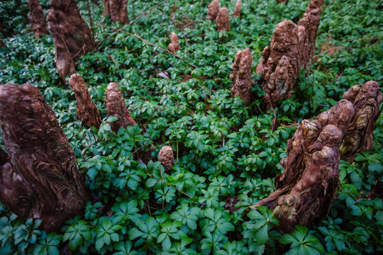 Negative Geotropism: Bald Cypress Roots & Pachysandra