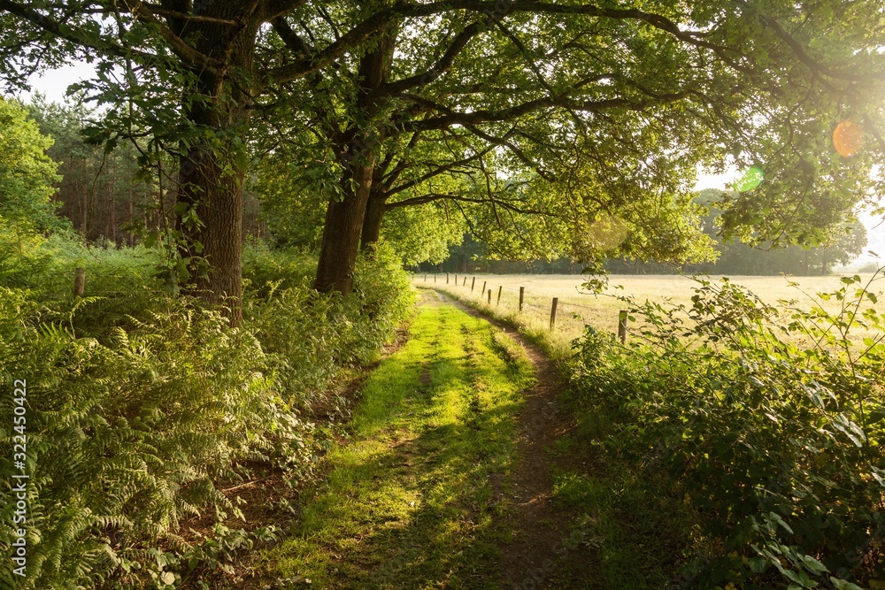 Poster Green farm road in The Netherlands during sunrise