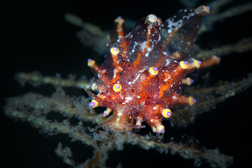 Fototapeta na wymiar Dark Eubranchus. Underwater macro photography from Tulamben, Bali, Indonesia