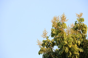 branch of a tree on background of blue sky