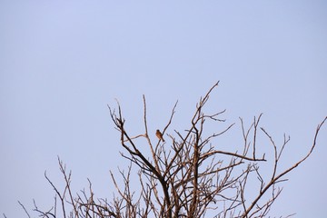 branches of tree on a background of blue sky