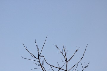 branches of tree