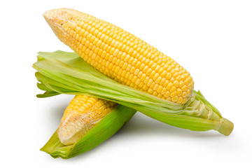 Sweet corns isolated on white with clipping path.