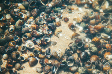 Transparent water bottom of the river with a large number of snails on the sand illuminated by the bright spring sun