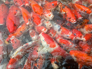 Obraz na płótnie Canvas Koi fish swimming in the aquarium, Fancy carp fish