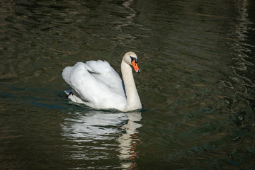 Fototapeta premium Mute Swan swimming on lake in Rome Georgia.