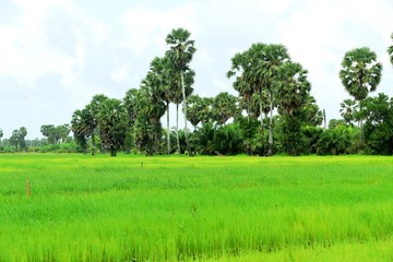 View of sugar palm and green rice fields.