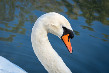 Mute Swan swimming on lake in Rome Georgia.