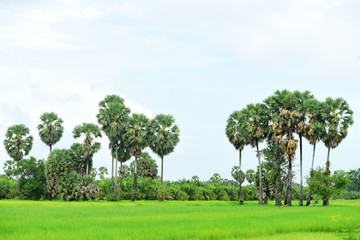 View of sugar palm and green rice fields.