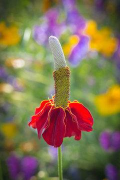 Mexican hat plant (Ratibida columnifera) with blurred background