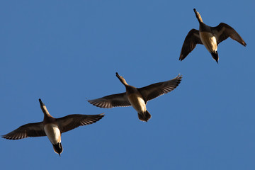 Northern Shovelers, flying in beautiful light in North California