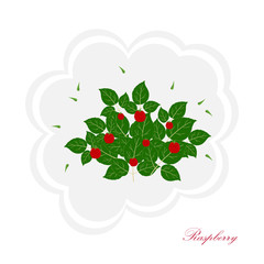 Vector illustration of a decorative isolated raspberry Bush with leaves on a white background