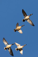 Northern Shovelers, flying in beautiful light in North California