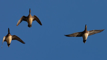 Northern Shovelers, flying in beautiful light in North California