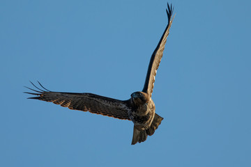 Very close view of a red-tailed hawk flying, seen in the wild in  North California 