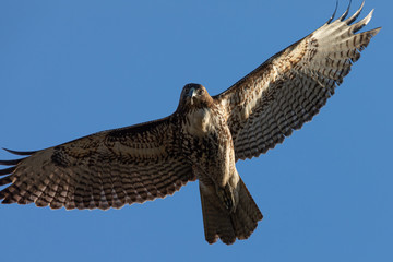 Very close view of a red-tailed hawk flying, seen in the wild in  North California 