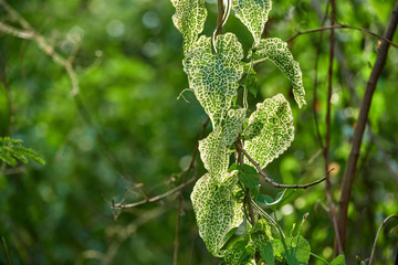 green heart-shaped leaves of a kind of vine.