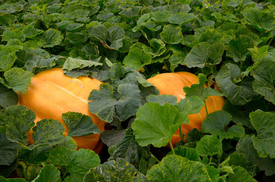 Atlantic giant pumpkins in a vegetable garden in the Fall