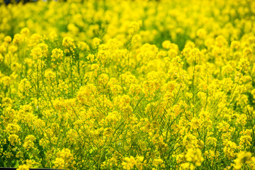 大神の菜の花