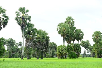 Fototapeta na wymiar View of sugar palm and green rice fields.