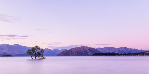 That Wanaka Tree at Sunset, Lake Wanaka New Zealand, Popular Travel Destination South Island, NZ