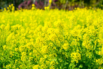 Obraz premium 大神の菜の花