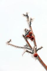 Begonia and Ice Crystals on Branches