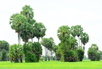 Fototapeta na wymiar View of sugar palm and green rice fields.