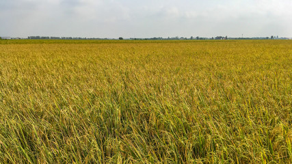 Gorgeous rice ears, juicy blades and verdant leaves,Jasmine rice in rice field of Pathum Thani Thailand.