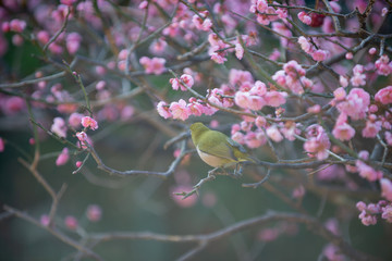 梅の花とメジロ