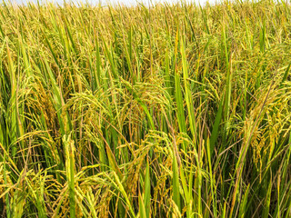 Gorgeous rice ears, juicy blades and verdant leaves,Jasmine rice in rice field of Pathum Thani Thailand.