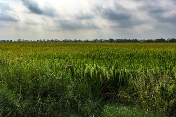 Gorgeous rice ears, juicy blades and verdant leaves,Jasmine rice in rice field of Pathum Thani Thailand.
