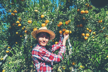 Young female farmer working in field; female gardener freshly harvested orange in farm.