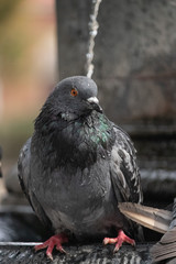 Bathing Pigeon