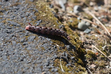 Mysterious Insect
