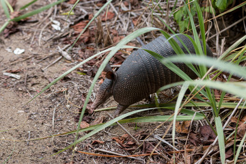Nine-banded armadillo, Dasypus novemcinctus in Junquillal Nature Reserve. Guanacaste, Costa Rica.