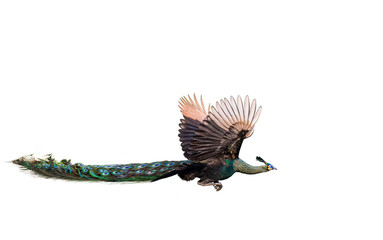 A male peacock flying on a white background © sunti