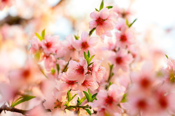Blooming peach blossoms