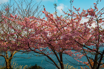 四浦半島の河津桜