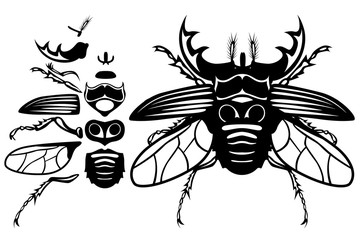 Components of a single horned beetle. The set of all the parts of an insect. Wings, chitin, paws, horns, etc.
