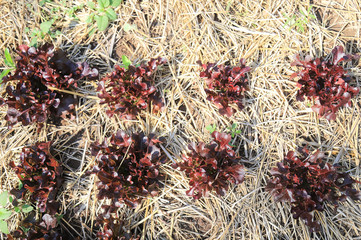 growing vegetable in organic farm 