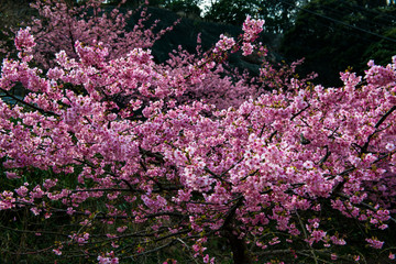 Obraz premium 四浦半島の河津桜