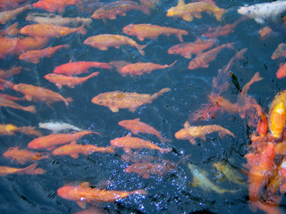 Fototapeta na wymiar White, yellow, orange Koi fishes in the pond