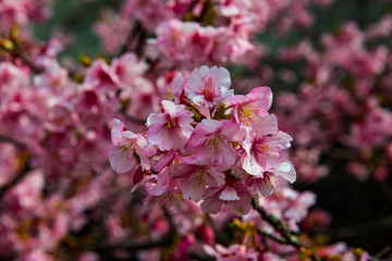 四浦半島の河津桜