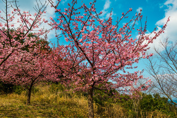 Fototapeta premium 四浦半島の河津桜