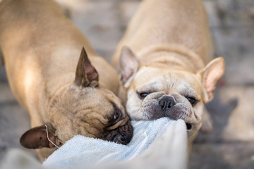 French bulldog playing with towel outdoor.