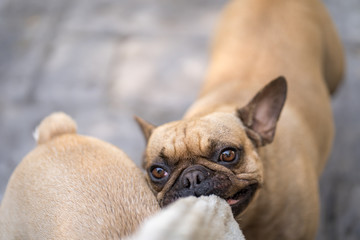 French bulldog playing with towel outdoor.