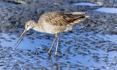 Marbled Godwit probing in shallow water. Hayward Regional Shoreline, Alameda County, California, USA.